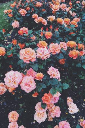52 - rvWTCso.jpg Android HD Nature Wallpapers